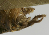 CollectionObject 1535204; b8d9cf98-030a-4367-94fd-2f8cddf12a30: male cerci (lectotype). (CollectionObject).