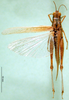 CollectionObject 1502033; 513543f1-75a7-4f3b-9323-1f2b425fd026: female, dorsal view (paratype). (CollectionObject).
