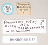 CollectionObject 1561307; 65787e1d-43b2-44c6-9dc1-3cf6b807841b: copyright Natural History Museum, London. male, data labels of synonym Presbistus ridleyi (paralectotype). (CollectionObject).