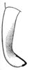 Arethaea gracilipes cerciata Hebard, 1936: Pl. XVIII, Fig. 1 (after paratype). male cercus, dorsal view. (Otu).