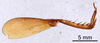 CollectionObject 1522767; b72b8fb4-7164-4e49-a28e-e1a3b048b396: Male, hindleg (holotype). (CollectionObject).