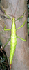 Diapherodes giganteus giganteus (Gmelin, 1789): female, culture stock. (Otu).