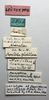 CollectionObject 1518432; 4ec4834d-2f03-4927-88a3-3cb979026207: female, labels (lectotype of Monistria lacrimans). (CollectionObject).