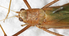 CollectionObject 1532204; NMW 9971, 2a9ef488-dc70-4c77-a916-248b4be88212: female, dorsal view (holotype). (CollectionObject).