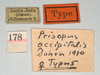 CollectionObject 1561358; 95b1cf49-2a4a-4571-84bc-429fba99cabd: copyright MIZ, Warsaw. female, data labels (syntype). (CollectionObject).;CollectionObject 1561359; 7fea4d77-908e-4597-9734-c9a775e418e4: copyright MIZ, Warsaw. female, data labels (syntype). (CollectionObject).