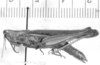 CollectionObject 1524889; 0c8995b6-7946-4deb-ac56-8ebfd4b4fbc4: female, lateral view (holotype). (CollectionObject).
