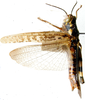 Crobylostenus indecisus (Bolívar, 1912): dorsal view. (Otu).