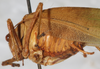CollectionObject 1533000; 8fb49329-b42f-4d93-8596-c29929197dae: male, caudal view. (CollectionObject).