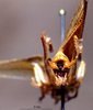 CollectionObject 1534911; BPBM 3224824, 840fb50b-b1a2-4997-86d3-cd9679d17fd7: male cerci. (CollectionObject).