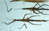 CollectionObject 1558979; ac8a7c72-09cf-4695-a80d-b4900a582560: copyright MNHU. females of synonym Hermarchus polynesicus (syntypes). (CollectionObject).