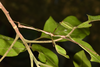 CollectionObject 1586091; QIMR T244741, 0a43dde2-4027-4a79-bca3-bf228e14c8e0: copyright Paul D. Brock. male in nature, Queensland: Binna Burra, Lamington NP, 7 February 2017 (paratype). (CollectionObject).