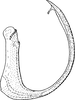 Aedeagus, lateral view on Ederranus discolor (Sahlberg, 1871): Aedeagus, lateral view. (Observation).