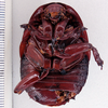 Neogeoscapheus dahmsi Roth, 1977: Photo by Heidi Hopkins. Ventral habitus. (Otu).