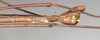 CollectionObject 1560457; 0ef1e3fc-0331-4f73-8d9e-cc8eb137cab9: copyright NMW, Vienna. male: end of abdomen, lateral view (holotype). (CollectionObject).