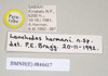 CollectionObject 1559453; 578e9e2a-4691-4089-8e01-37838b64286b: copyright Natural History Museum, London. female, data labels (paratype). (CollectionObject).;CollectionObject 1559454; ebecc9ec-62c2-4dee-968b-3db0f117c7ff: copyright Natural History Museum, London. female, data labels (paratype). (CollectionObject).