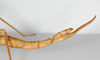 CollectionObject 1558904; 9c70b5fc-dea5-48a6-8475-c1253c11dde2: copyright Leiden. female: end of abdomen, lateral view (holotype). (CollectionObject).