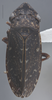 Habitus, dorsal view on Allonolla smithi Young, 1977: Dorsal. (Observation).