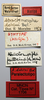 CollectionObject 1578580; b605d6c1-6138-4916-a5fb-fa23458b3b80: labels (paralectotype of Atractomorpha dohrni). (CollectionObject).