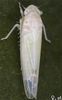 Habitus, dorsal view on Edwardsiana tersa (Edwards, 1914): Habitus (female). (Observation).