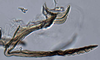 Aedeagus, lateral view on Coccineasca coccinea (Fitch, 1851): (Observation).