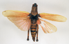CollectionObject 1580187; 2ca32fcb-5402-4198-b200-914a2668d69f: male, dorsal view (paralectotype of Poekilocerus roseipennis). (CollectionObject).