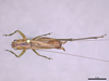 CollectionObject 2062466; 1ac04c84-f909-4b75-abaf-a60dd80b9dde: Male, dorsal habitus. (CollectionObject).