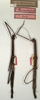 CollectionObject 1558539; NMW 666', bbd4ba18-3c66-4d99-89db-3136c4719a1e: copyright NMW, Vienna. female (syntypes). (CollectionObject).