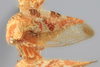 Habitus, lateral view on Cyrtolobus oblongatus Ball, 1932: (Observation).