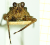 CollectionObject 1586177; a1af9267-b105-478f-bc6a-eee6c834278b: male, frontal view. (CollectionObject).