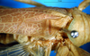 CollectionObject 1500361; 589cfdb6-3f85-4423-abca-ca28dd9e4d76: male, stridulatory area (syntype). (CollectionObject).