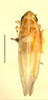 Habitus, dorsal view on Erythridula parsonsi (Hepner, 1976): Habitus (holotype of E. ivae Hepner, INHS collection). (Observation).
