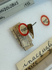 Other: !! display not done !! on Grandolobus inaequalis (Fowler, 1896): (Observation).