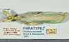 CollectionObject 1599205; e982ac59-bd87-4ff1-ad17-7a4ceb6865a3: copyright QM. male, dorsal view (paratype). (CollectionObject).