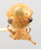Head on Anisostylus viridis (Funkhouser, 1943) now Anisostylus fulgidus (Ball, 1937): (Observation).