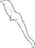 Aedeagus, lateral view on Empoasca (Empoasca) armara Langlitz, 1964: Aedeagus, lateral view. (Observation).