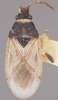 CollectionObject 1595225; a7ce5d2b-4b54-4ae3-83c1-873409fd53e1: Crophius albidus HOLOTYPE (NMNH) - (CC BY-NC 3.0) - Photo by Pablo M. Dellapé with permission from the National Museum of Natural History (NMNH), Smithsonian Institution, Washington, D.C. (CollectionObject).