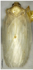 Habitus, dorsal view on Catonidia daozhenensis Chen & He, 2009: (Observation).