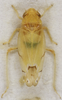 Habitus, dorsal view: !! display not done !! on Eurhadina (Eurhadina) saageri Wagner, 1937: Habitus (male). (Observation).