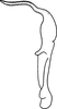 Aedeagus, lateral view on Ctenurellina paludosa (Vilbaste, 1968): Aedeagus, lateral view. (Observation).