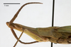CollectionObject 1538226; 8d7447ef-b199-493a-be99-263e26e8e916: male head and pronotum, lateral view (holotype). (CollectionObject).