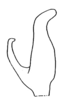 Daedalellus apterus (Redtenbacher, 1891): Fig. 15. left male cercus, dorsal view. (Otu).