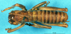 CollectionObject 1507144; 17c29048-7293-4a66-8013-e41368e6c1e9: male, dorsal view. (CollectionObject).