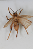 CollectionObject 1505573; d6cf464d-97e0-4b8e-81a9-007331000598: Female, dorsal view (syntype). (CollectionObject).