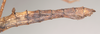 CollectionObject 1557779; NHMUK(SF IMPORT DUPLICATE) 845244, b5302473-0a3a-469d-93bd-4ffa740460f2: copyright Natural History Museum, London. female: abdomen, lateral view (holotype). (CollectionObject).