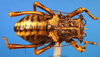 CollectionObject 1568346; b8f49413-fa4b-4ef1-bb6c-0050911ce6e6: female, dorsal view (syntype of Acanthoproctus elaphos). (CollectionObject).