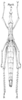 Astroma compactum Brunner von Wattenwyl, 1890: Pl. 5, Fig. 12 A. female (body length 65 mm, pronotum 10 mm, hind femur 20 mm). (Otu).