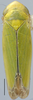 Habitus, dorsal view: Gloridonus (Ballana) caliperus, dorsally (INHS). (Observation).