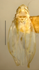 Habitus, dorsal view on Erythridula nondescripta (Johnson, 1935): Habitus (holotype of E. lindleyi, INHS collection). (Observation).
