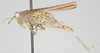 CollectionObject 1577235; 94a6e220-6f82-4ef0-b0ab-9401be90e458: female, lateral view (paratype). (CollectionObject).