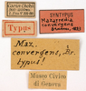 labels (syntype). Depicts CollectionObject 1506785; c5f55a45-9389-4d17-8fc4-08ee7c6ebab9, a CollectionObject.